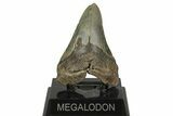 Serrated, Fossil Megalodon Tooth - North Carolina #219497-2